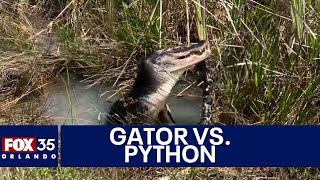 Alligator body slams chows down on massive python