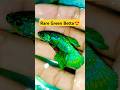 Betta Fish Shorts Fish Betta Colourfish Aquariumfish Greenbetta Bettafish Trending
