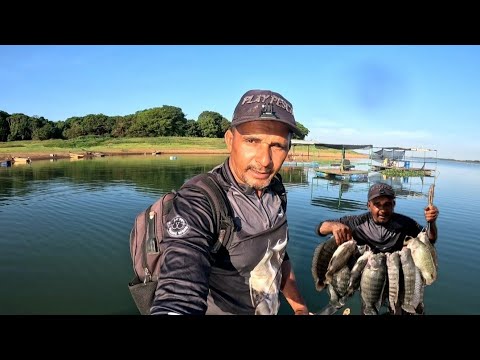 As tilápia em Ipiaçu no rancho do Marquinho tá comendo até o chumbo...
