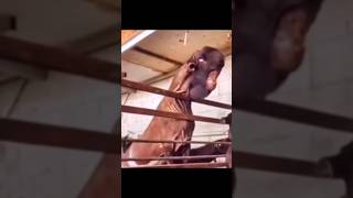 animals as skin Walker&#39;s 😳