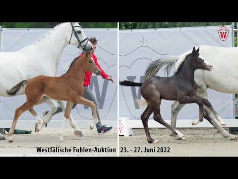 Trailer Westfälische Fohlen-Auktion 23. - 27. Juni 2022