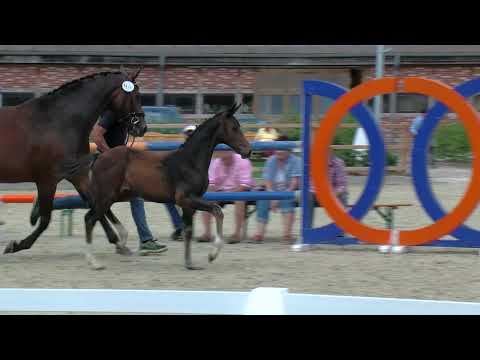 Stf v Q Sieben x Danone x Really Fabulous xx 2019