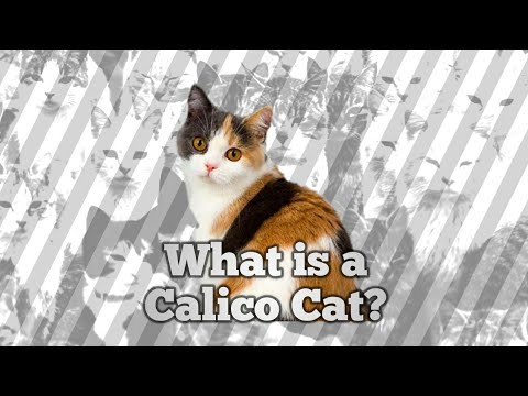 What is a Calico?