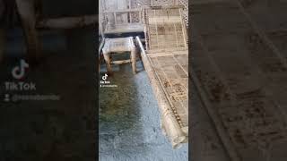 Download lagu Kursi santai Bambu Tutul Rosse Bambu mp3