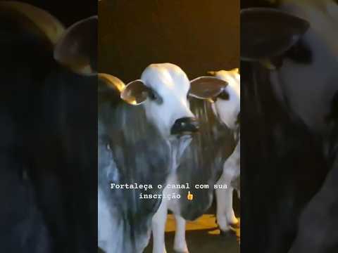 Modelos #animais #boinelore