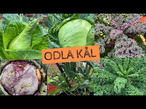 Hur mycket plats tar kål och kan man samodla? Olika sorters kål i oktober. Odlingsvärd kål?