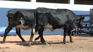 Vídeo 149 - 1ª ETAPA MEGA LIQUIDAÇÃO TOTAL AGROPECUÁRIA MARAJOARA - DIA 4 | GADO GIROLANDO E HOLANDÊS