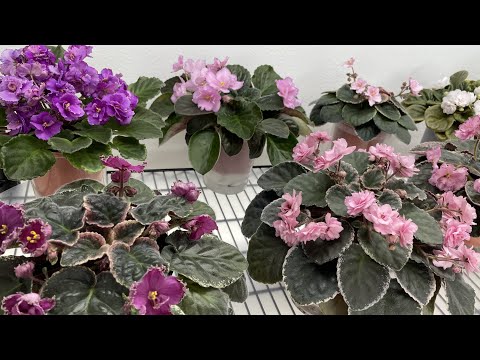 African Violets & Other Gesneriads in September 2024 - Part 1 – Standards