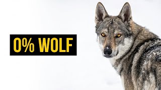 10 Dogs That Look Like Wolves