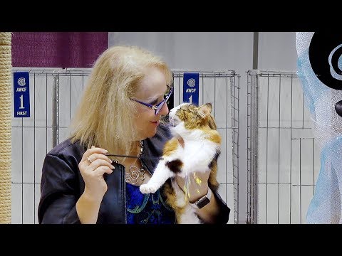 CFA International Cat Show 2018 - Norwegian Forest kitten class judging