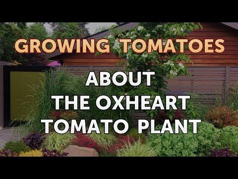 Is Vinegar Good for Tomato Plants