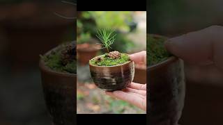 黒松の松ぼっくり湯吞み盆栽 #bonsai