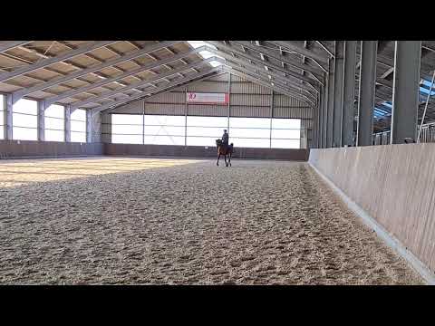 A Kanz of Kossack (Kanz Albidayer x Ariel by Aja Shakakhan)