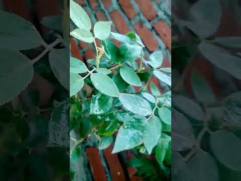 #song flower's || Status with Zonaira|| ager tum sath ho💕🥺