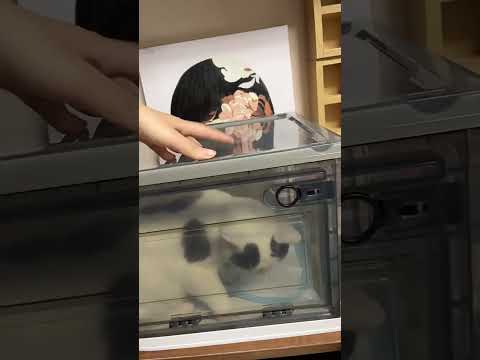 Dog and Cat Oxygen Therapy Box Whelping Box for Puppy Kitten Nebulization Oxygen Box