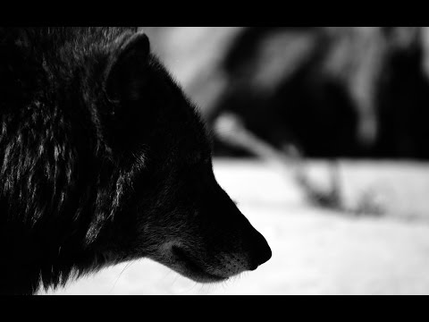 BiG WoLF A.k.a PsychoPaTh - AUTODIDAKT