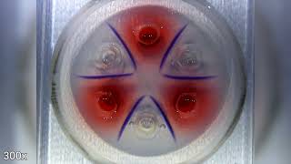 Download the video "CoCl2, NaH2PO2 🧫"