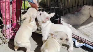 Video preview image #2 French Bulldog Puppy For Sale in FREMONT, CA, USA