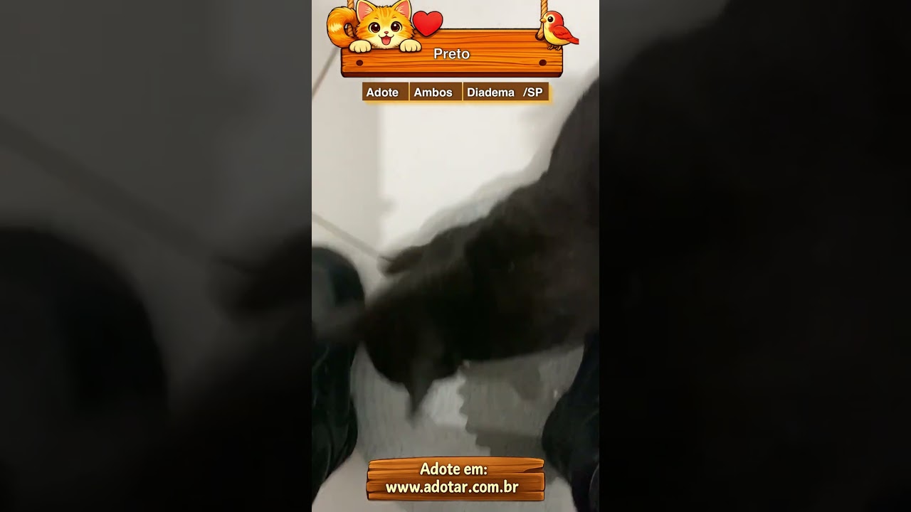Gato raça SRD-ViraLata idade 6 ou mais anos nome Preto