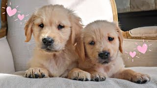 GOLDEN RETRIEVER PUPPIES MEET THEIR NEW FAMILY FOR THE FIRST TIME!