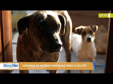 Conheça as vacinas essenciais para o seu pet 02 06 2021