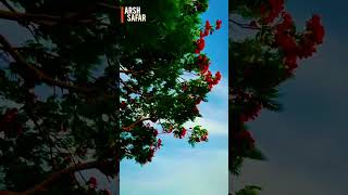 Download lagu TUMSE MOHABBAT HO GAYI HAI 🌱❤️👩‍❤️‍👨. #shorts #shayari #mohabbat mp3