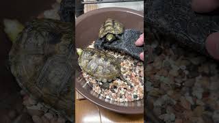 カメは表情豊かないきもの