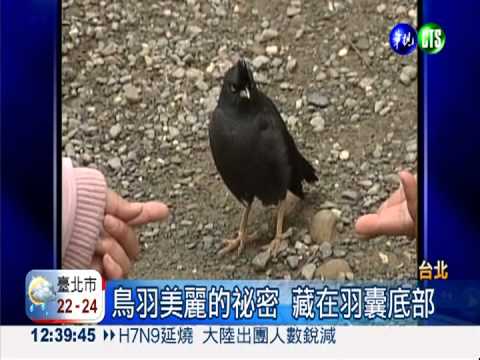 搶救白髮! 關鍵藏在鳥羽裡...