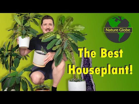 Why Madagascar Jewel is the Best Indoor Plant | Euphorbia leuconeura Care, Repotting & Propagation
