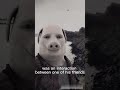 John Pork Found Dead Short Shorts