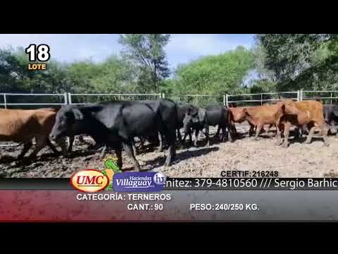 Lote 90 Terneros en Formosa, Formosa