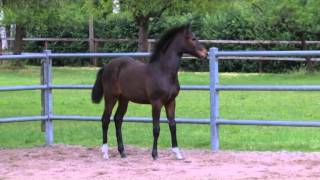 Video di Conchita 138