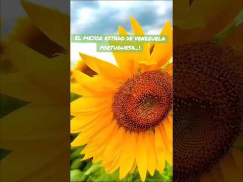 ¡Venezuela! 🇻🇪 Turén - Portuguesa 🌻🌾