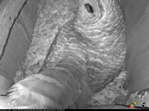 Earthworm For Breakfast On WBU Barred Owl Cam – March 21, 2019