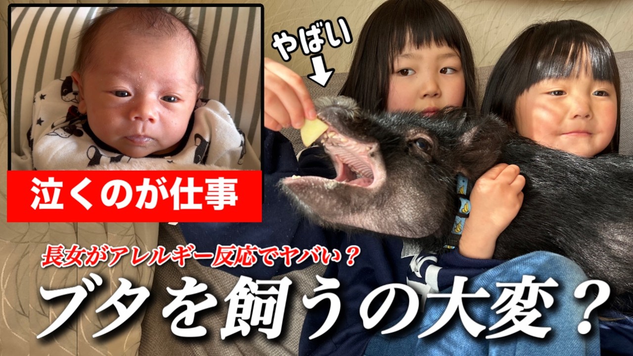 【休日ルーティン】三姉妹とブタの休日で１日中大変？そしてブタが遂に◯◯ができた！