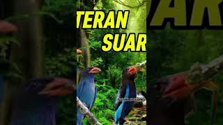 Download lagu MASTERAN SUARA JERNIH. TENGKEK BUTO, TENGKEK UDANG, CILILIN #masteranburung mp3