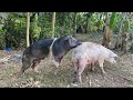 Father Pig Works You Must See Backyardfarming