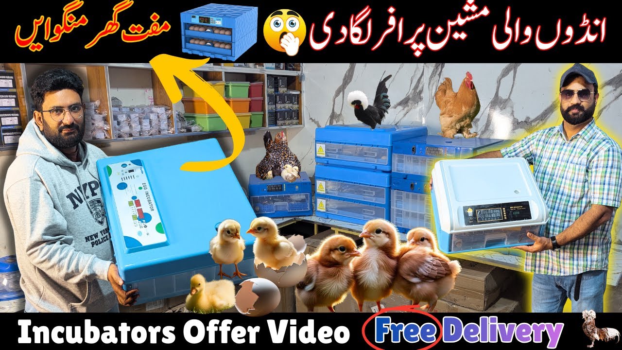 Imported incubator in Pakistan | Egg incubator fully automatic Pakistan | Poultry business | Yiwan