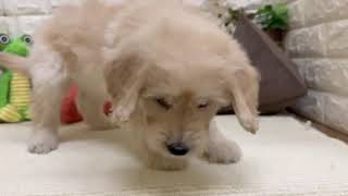 ハーフ犬の動画01