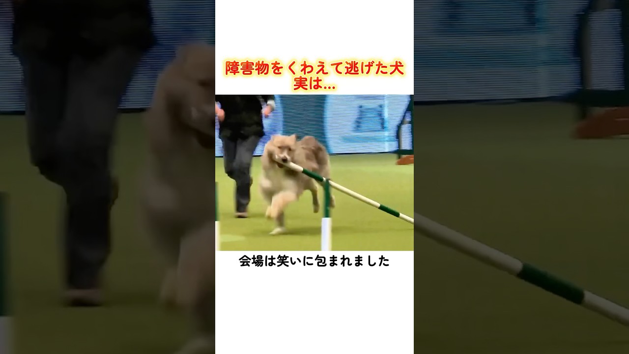 障害物をくわえて逃げた犬、実は…