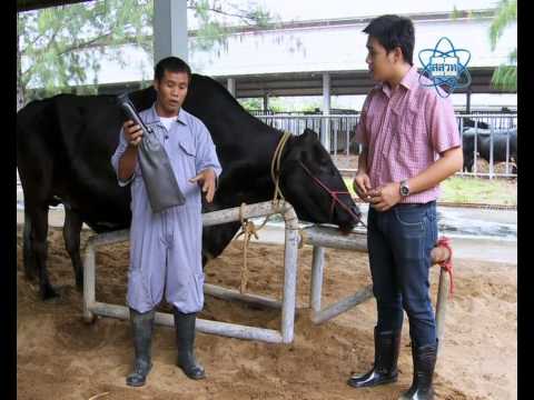 วิตามินที่ซับซ้อนเพื่อเพิ่มความแข็งแรง สมาชิกที่เล็กที่สุดของดาว
