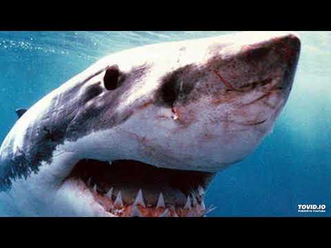 Victor Montsaint & Carlo Marani - The Shark (Kiss Zsolt Dumbledore Mashup 2018)