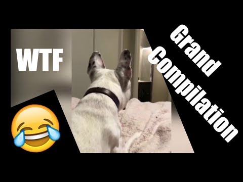 Dog Blanket Trick COMPILATION 😂😂 What the Fluff Challenge