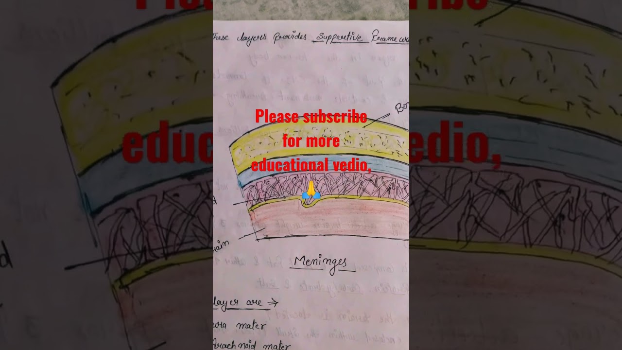 #Very important notes on brain anatomy and it's part #shorts#brain#brain diagram