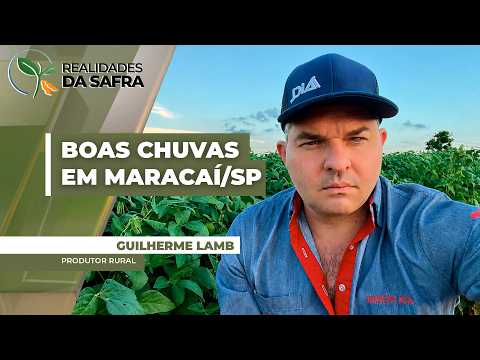 Milho se beneficiou das chuvas em Maracaí/SP, mas janela de plantio alongada deve limitar produção