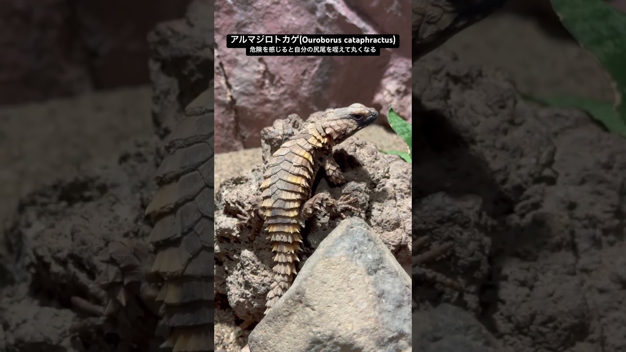 アルマジロトカゲ　#円山動物園