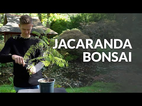 , title : 'Jacaranda Bonsai care'
