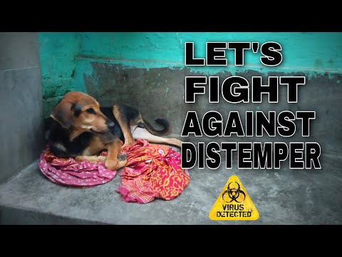How To Cure Canine Distemper || I Tried