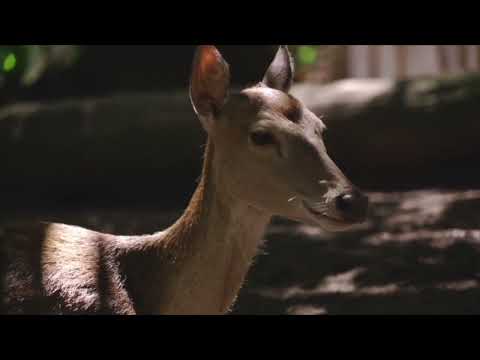 Essex County Deer Management