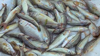 09-09-2026 இன்று மீன்கள் என்ன விலை?முத்துக்குடா|Today fish price in mu